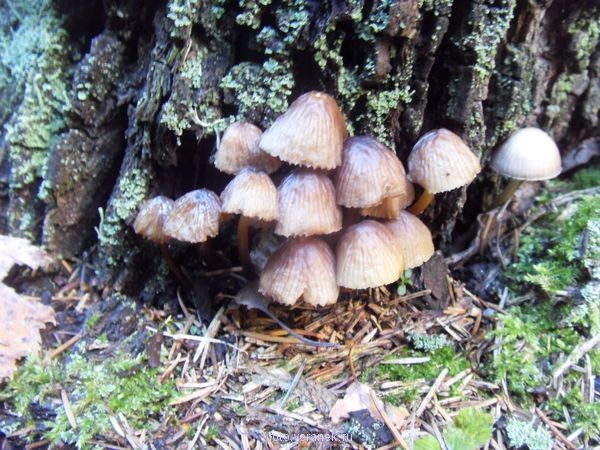 фото-грибы